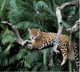 JAGUARS IN RAINFOREST